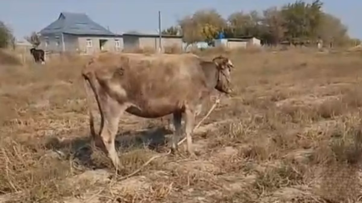 Latvian Blue cattle