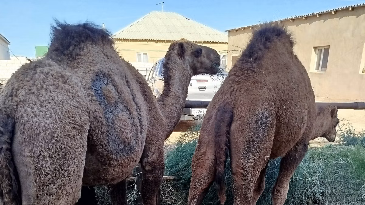 Kazakh Bactrian camel