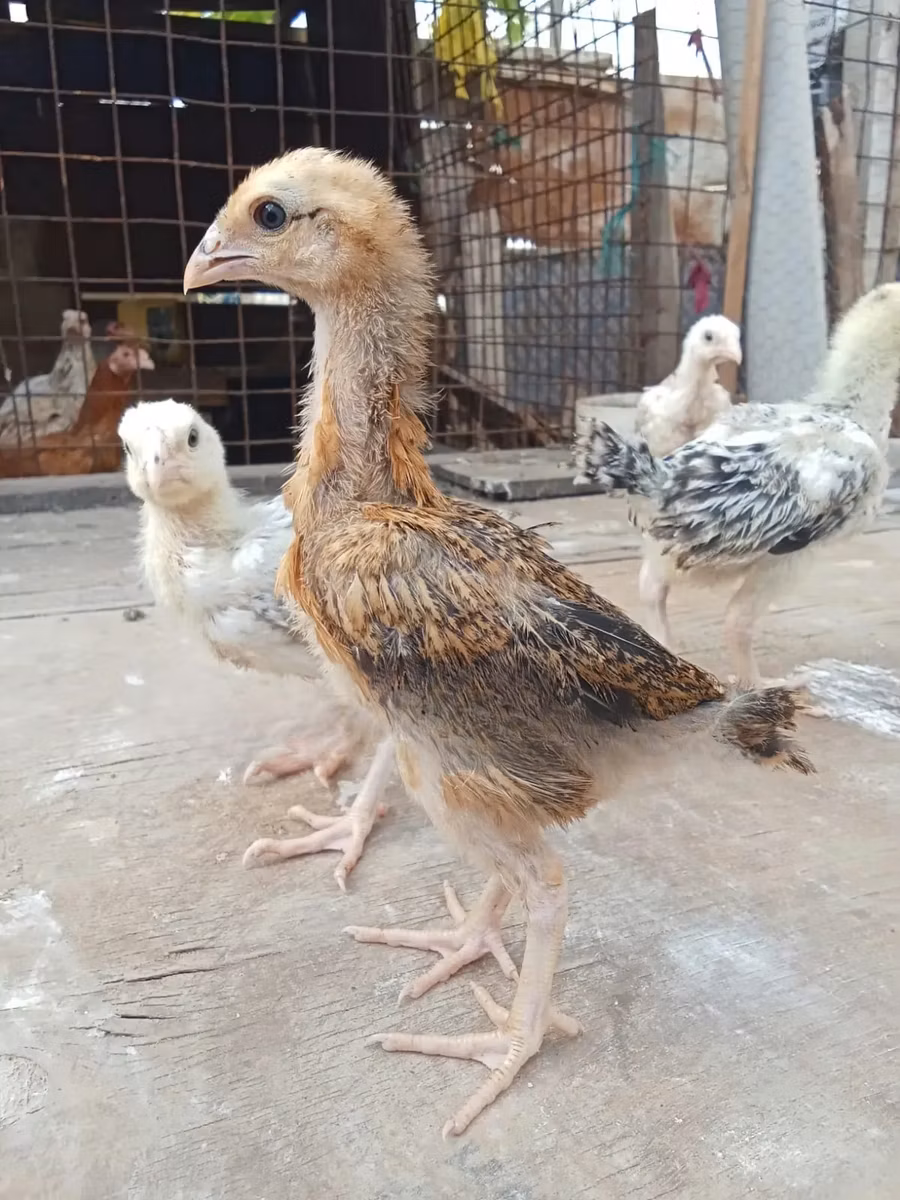Индийский гигант