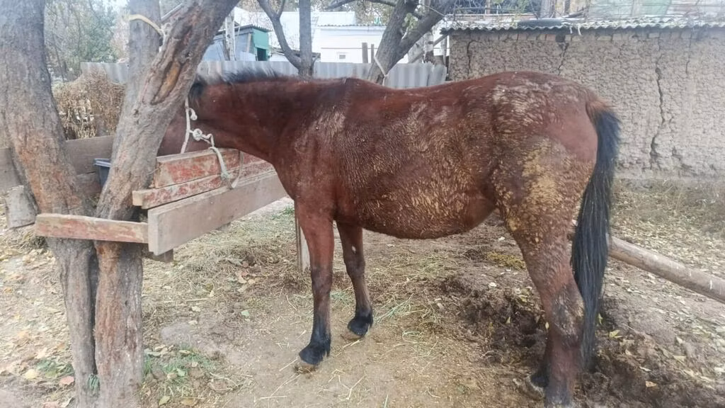 Kyrgyz Horse
