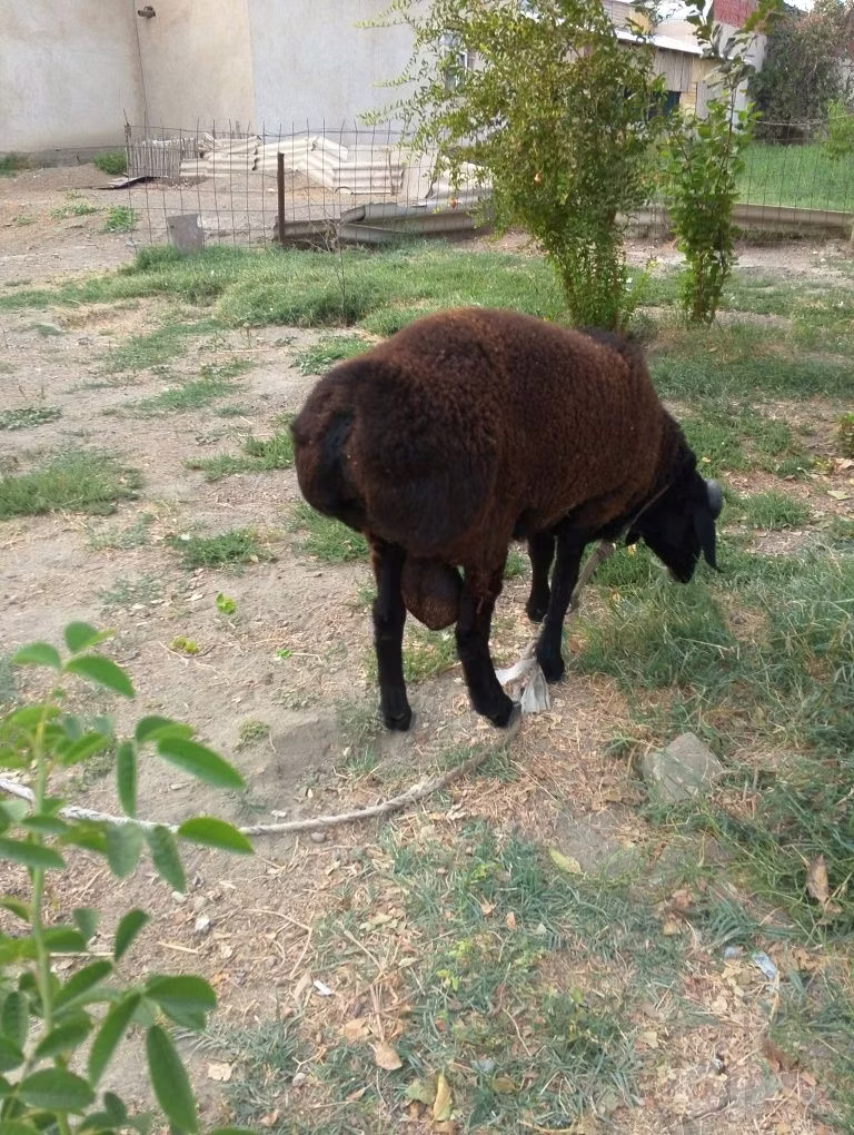 Baerchuke sheep
