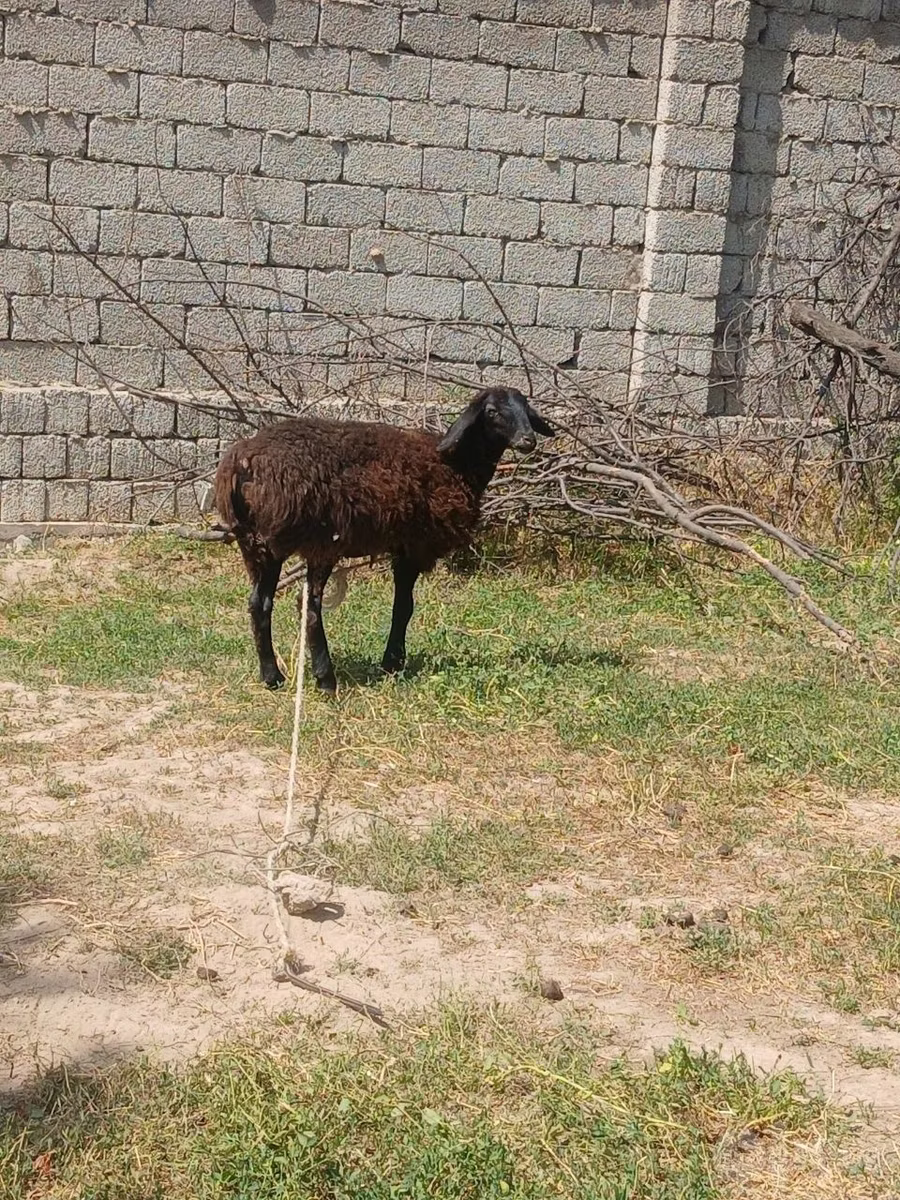 Jaidara sheep