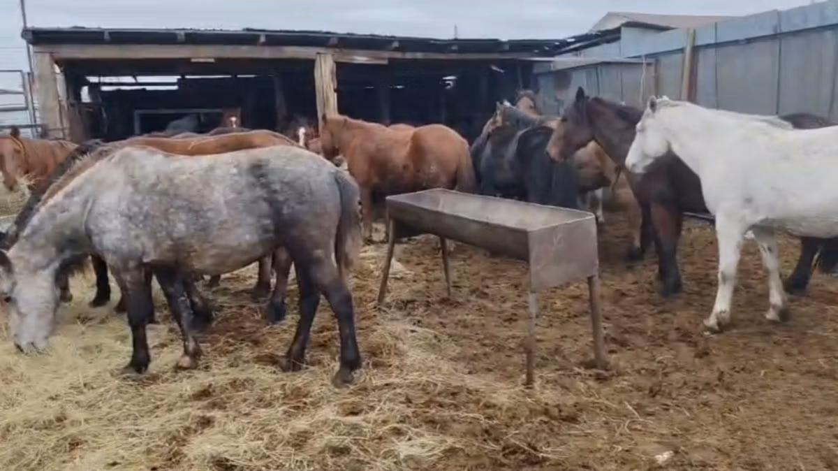 Kazakh horse