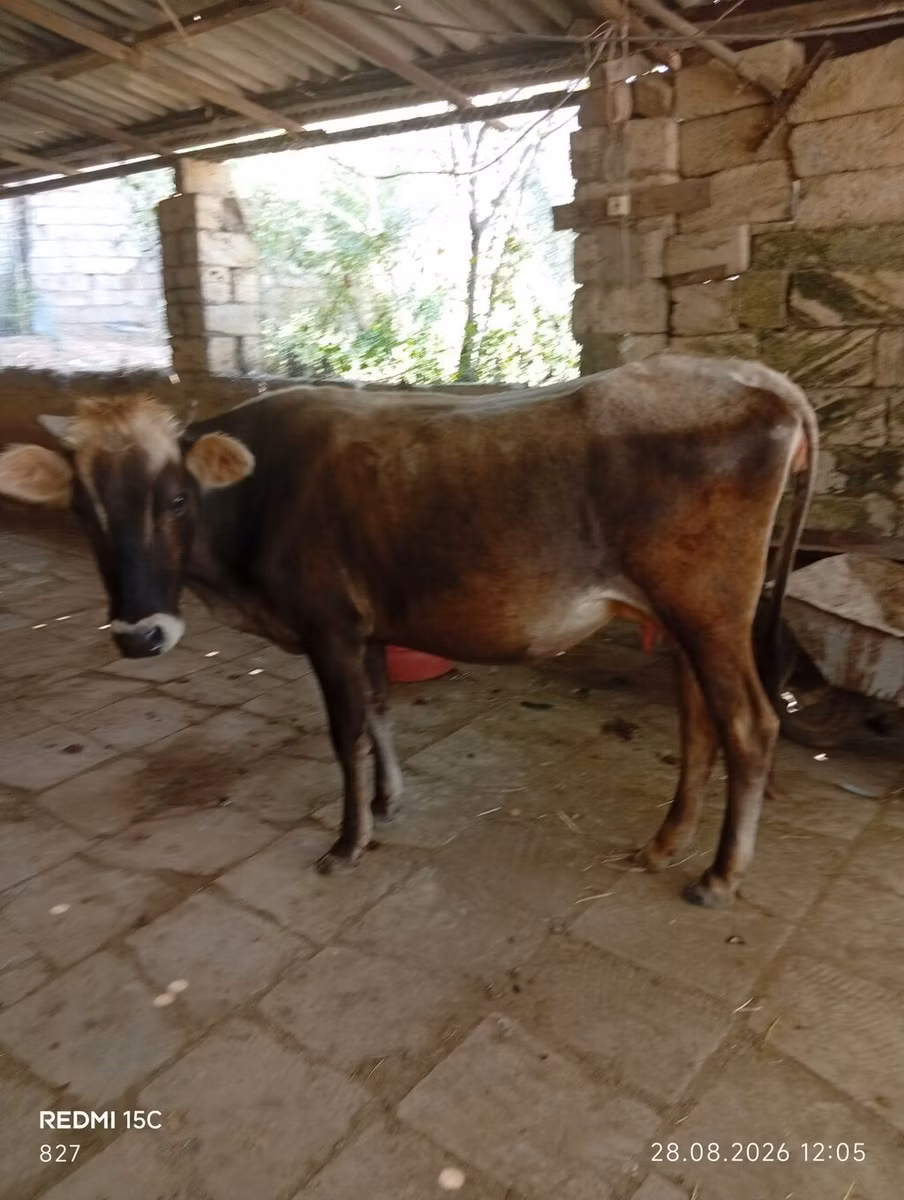 Zebu wa Azerbaijan