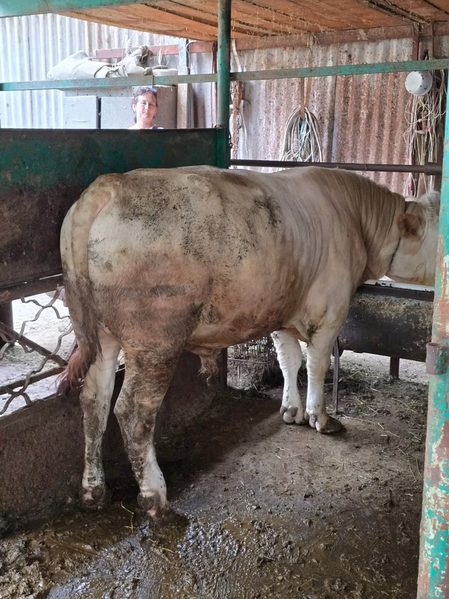Auliakol breed