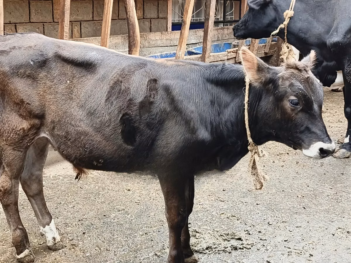 जर्सी नस्ल