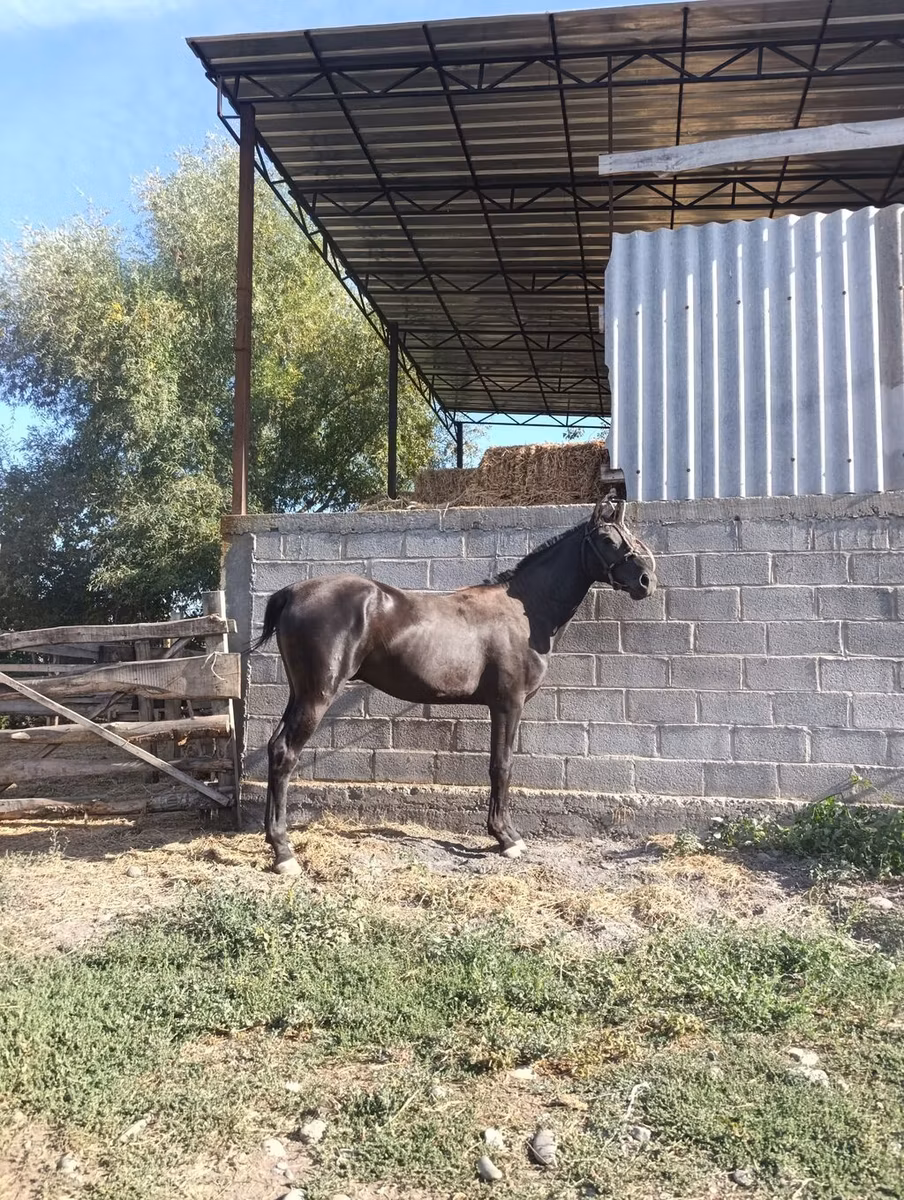 Friesian sport horse