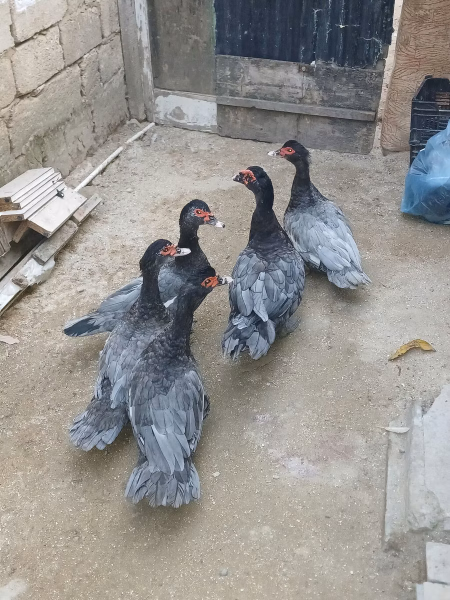 Domestic Muscovy