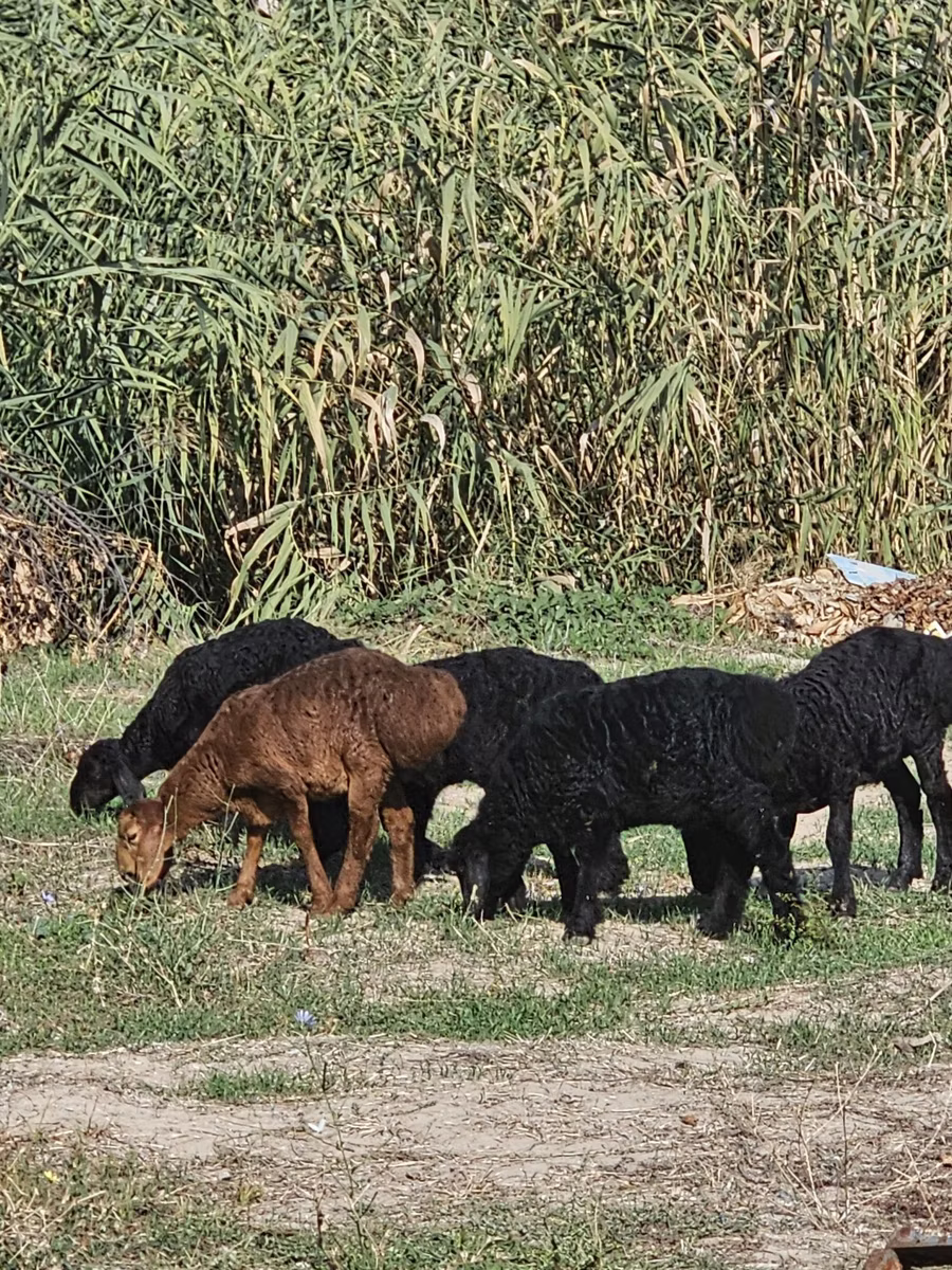 Rhon sheep