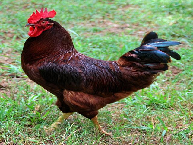 Roja de Rhode Island