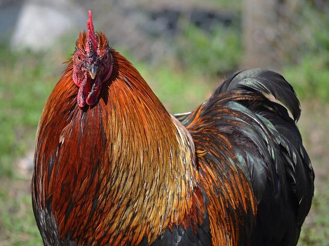 Bantam Pekín