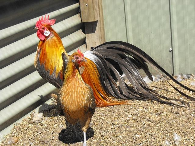 Fénix