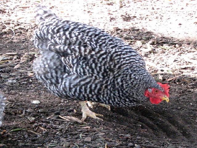 California Kijivu