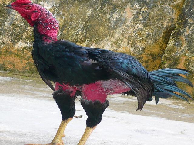गा नोई