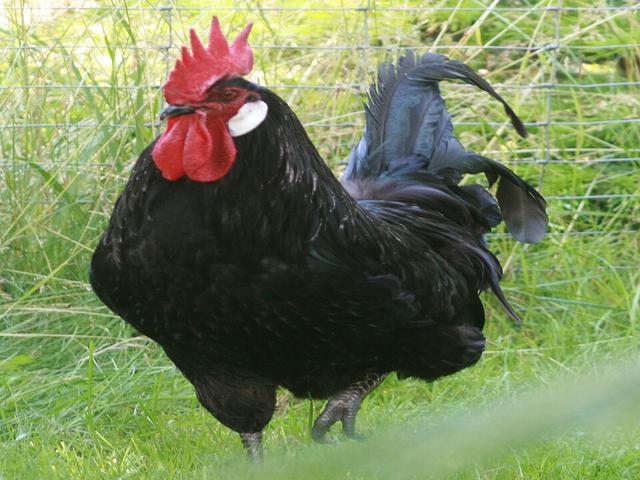 बर्गीशे श्लोटरकाम